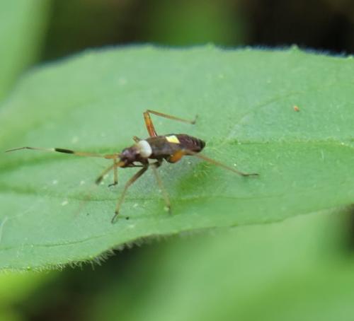 Closterotomus biclavatus